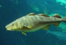 El bacalao puede recuperarse en aguas cálidas