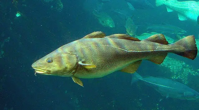 El bacalao puede recuperarse en aguas cálidas 1 El bacalao puede recuperarse en aguas cálidas