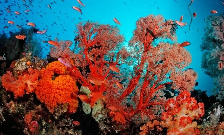 El calor extremo se convierte en la nueva normalidad para los océanos 1 El calor extremo se convierte en la nueva normalidad para los océanos