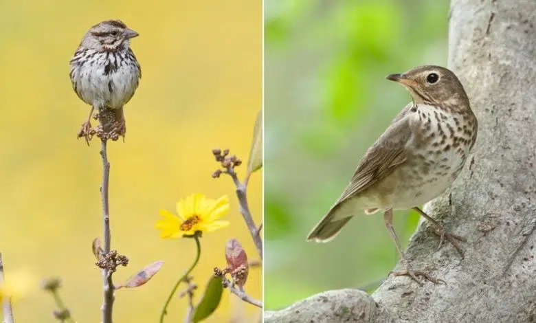 El cambio climático está reduciendo los animales, especialmente las aves con cerebro de pájaro 1 El cambio climático está reduciendo los animales, especialmente las aves con cerebro de pájaro
