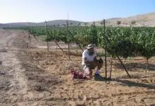 agriculture, wine, climate change, environment, Negev Desert, Derech Eretz Winery, Israel