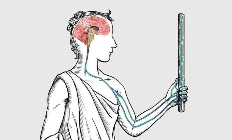 El cerebro percibe el tacto fuera del cuerpo. 1 El cerebro percibe el tacto fuera del cuerpo.