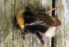 El cuco por qué estos abejorros pueden haberse extinguido