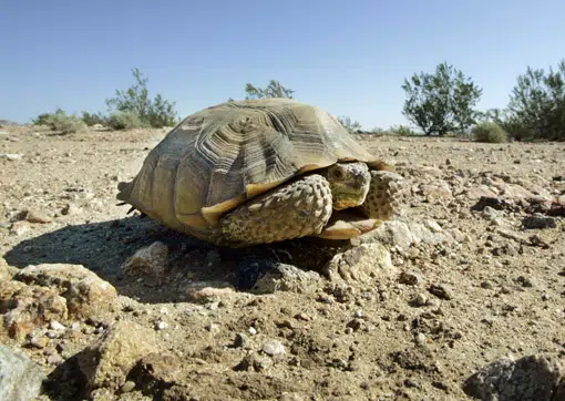 El lado no tan soleado de la energía solar 1 El lado no tan soleado de la energía solar