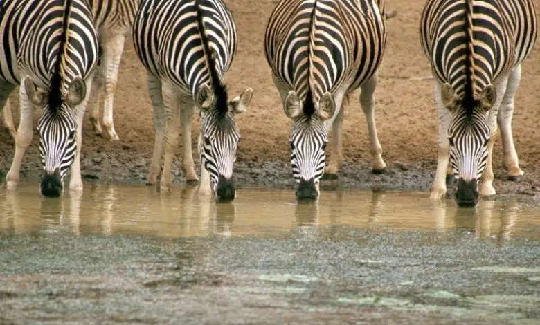 El lugar adecuado para proteger la biodiversidad 1 El lugar adecuado para proteger la biodiversidad