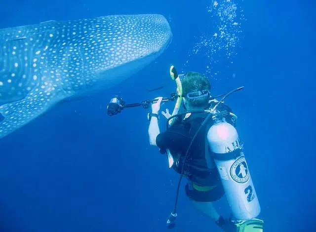 El misterioso tiburón ballena hembra se esconde de los biólogos marinos 1 whale-shark