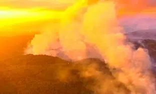 El mundo judío restaura el bosque dañado del Carmelo 14 carmel forest fire israel burning