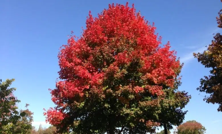 El tiempo del follaje de otoño se enfoca más nítidamente 1 El tiempo del follaje de otoño se enfoca más nítidamente
