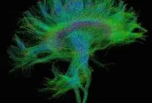 En qué se diferencia el cerebro humano: tiene mucho que ver con las conexiones