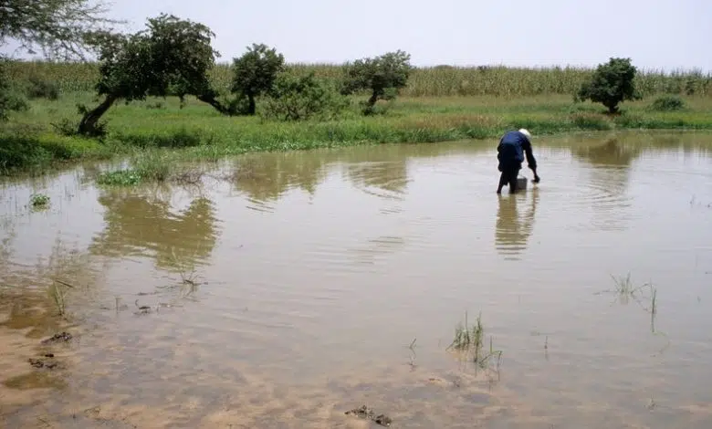 Enfermedad del gusano de Guinea cerca de la erradicación 1 Enfermedad del gusano de Guinea cerca de la erradicación