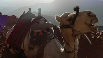 Escalando la Montaña de Dios en el Monte Sinaí 17 camel sinai moses mountain