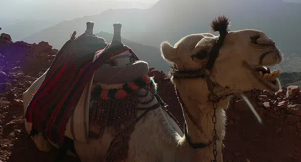 Escalando la Montaña de Dios en el Monte Sinaí 1 camel sinai moses mountain