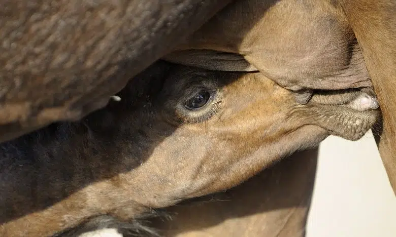 Grande Camel-ccino, ¿alguien? - Profeta verde 1 nursing camel milk