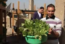 rooftop farming, egypt, maadi, hydroponic farms, soilless farming, agriculture, aquaculture, urban farming, organic farming