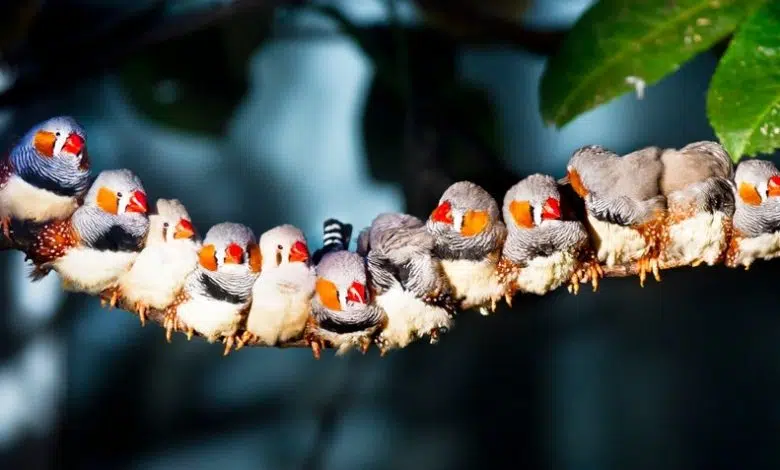 Implantar recuerdos en pájaros revela cómo ocurre el aprendizaje 1 Implantar recuerdos en pájaros revela cómo ocurre el aprendizaje