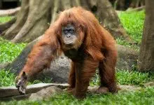 Incendios en Indonesia amenazan a orangután en peligro de extinción