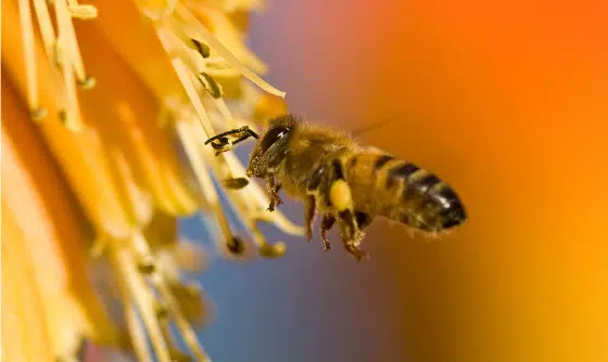 Inteligencia de tecnología limpia de Israel: abejas israelíes y 7 titulares más 1 Bee-pollinating-flower