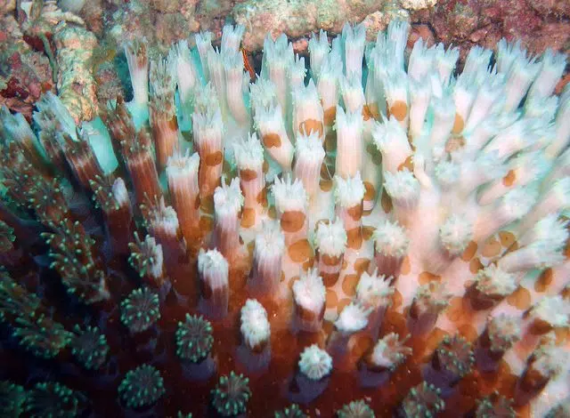 Investigadores israelíes descubren arrecife de coral en lo profundo del Mediterráneo 1 bleached-coral