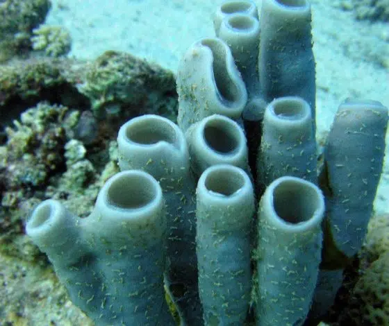 Israel Cleantech Intelligence: Asociación Israel-Jordania y 7 titulares más 1 Gulf of Eilat/Aqaba