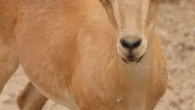 Israel y Palestina comparten una gacela que desaparece rápidamente 8 Israel y Palestina comparten una gacela que desaparece rápidamente