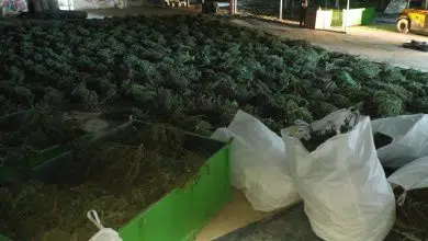 La Policía española encuentra 415.000 grandes plantaciones de marihuana 7 La Policía española encuentra 415.000 grandes plantaciones de marihuana