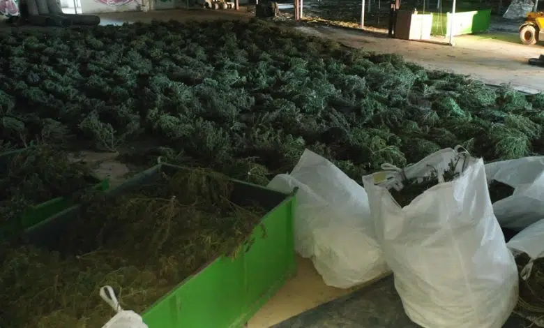 La Policía española encuentra 415.000 grandes plantaciones de marihuana 1 La Policía española encuentra 415.000 grandes plantaciones de marihuana
