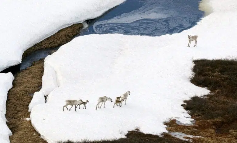 La guerra de Rusia en Ucrania sacude el Ártico 1 La guerra de Rusia en Ucrania sacude el Ártico