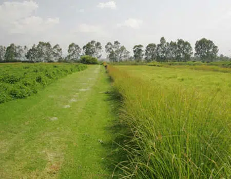 La hierba de los Emiratos Árabes Unidos es más verde 1 La hierba de los Emiratos Árabes Unidos es más verde
