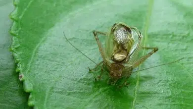 La inacción del grillo evita convertirse en alimento para murciélagos 9 La inacción del grillo evita convertirse en alimento para murciélagos
