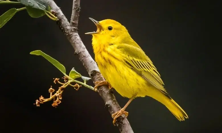 La inteligencia artificial desarrolla un oído para el canto de los pájaros 1 La inteligencia artificial desarrolla un oído para el canto de los pájaros