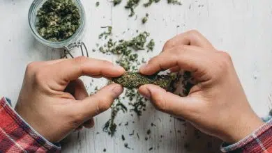 La marihuana podría no disminuir su coeficiente intelectual 8 La marihuana podría no disminuir su coeficiente intelectual