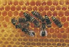 La polinización no es solo para las abejas