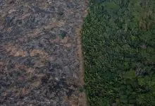 La selva amazónica se acerca a un peligroso "punto de inflexión"