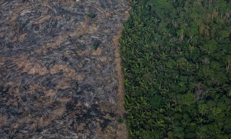 La selva amazónica se acerca a un peligroso "punto de inflexión" 1 La selva amazónica se acerca a un peligroso "punto de inflexión"