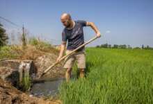 La sequía extrema amenaza la cosecha de arroz de Italia y su amado risotto