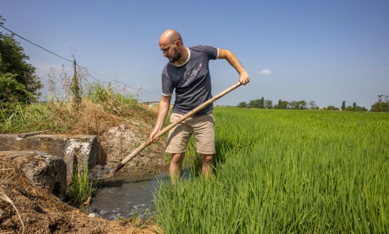 La sequía extrema amenaza la cosecha de arroz de Italia y su amado risotto 1 La sequía extrema amenaza la cosecha de arroz de Italia y su amado risotto