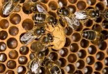Las abejas bebés privan de sueño a los cuidadores