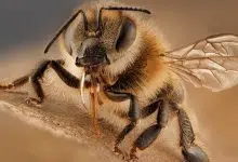 Las abejas infectadas con virus practican el distanciamiento social