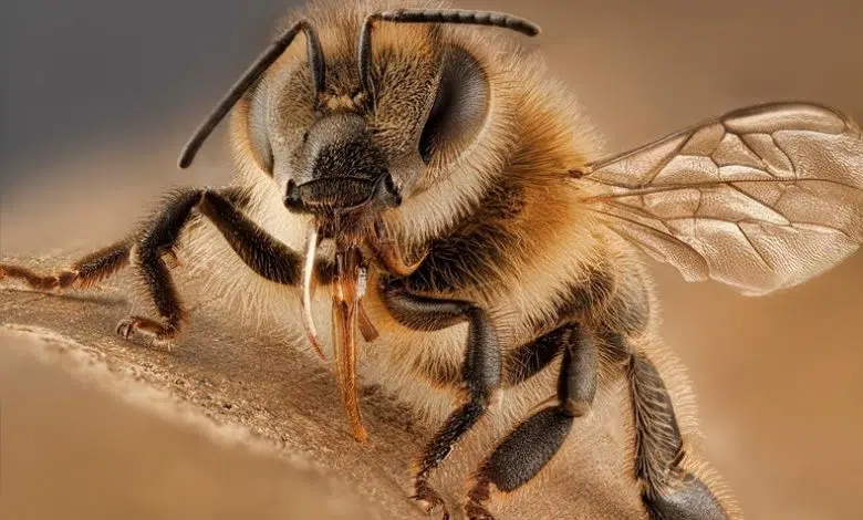 Las abejas infectadas con virus practican el distanciamiento social 1 Las abejas infectadas con virus practican el distanciamiento social