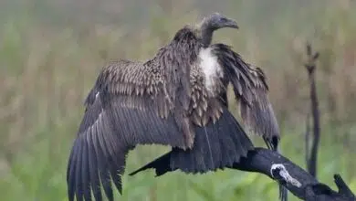 Las águilas calvas asiáticas reciben buenas noticias antes del Día Internacional del Cóndor