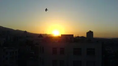 Las aves en Irán migran a ciudades menos contaminadas