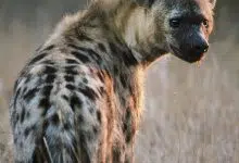 Las hienas hambrientas podrían ayudar a la salud humana