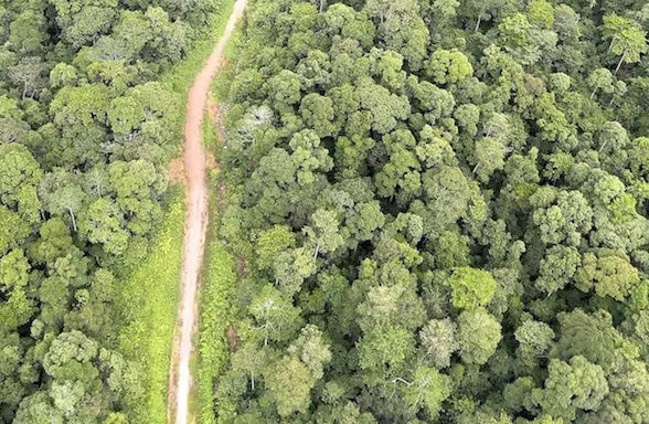 Las nuevas autopistas africanas tienen un alto precio ambiental 1 Las nuevas autopistas africanas tienen un alto precio ambiental