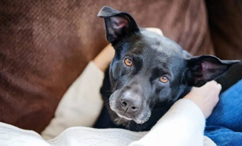 Las personas con COVID contagian con frecuencia a sus mascotas 1 Las personas con COVID contagian con frecuencia a sus mascotas