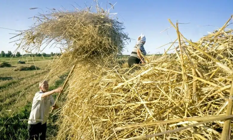 Las respuestas al aumento del hambre podrían amenazar los objetivos climáticos 1 Las respuestas al aumento del hambre podrían amenazar los objetivos climáticos