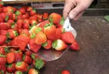 image-strawberries-february