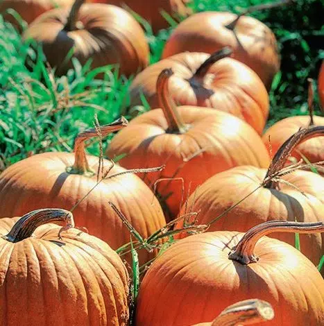 Los amantes de las calabazas se enfrentan a una escasez de cosechas debido al cambio climático 1 Los amantes de las calabazas se enfrentan a una escasez de cosechas debido al cambio climático