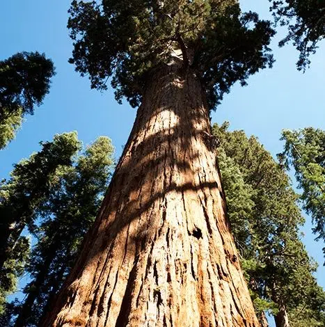 El calentamiento global hace que los árboles altos se sequen 1 Los árboles grandes mueren primero en una sequía severa