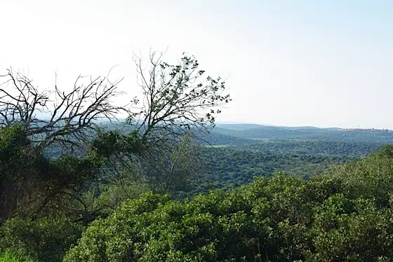 Los canadienses luchan contra las arenas bituminosas, los israelíes luchan contra el esquisto bituminoso 1 Save Adullam Israel oil shale