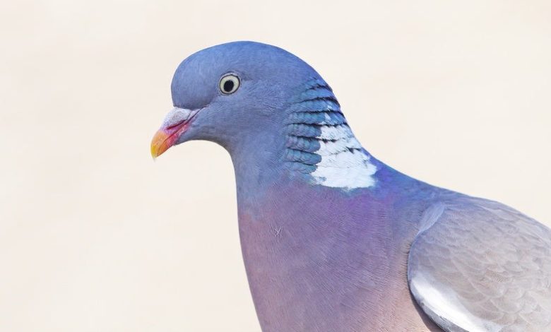 Los cerebros de las aves son más parecidos a los humanos de lo que se pensaba 1 Los cerebros de las aves son más parecidos a los humanos de lo que se pensaba